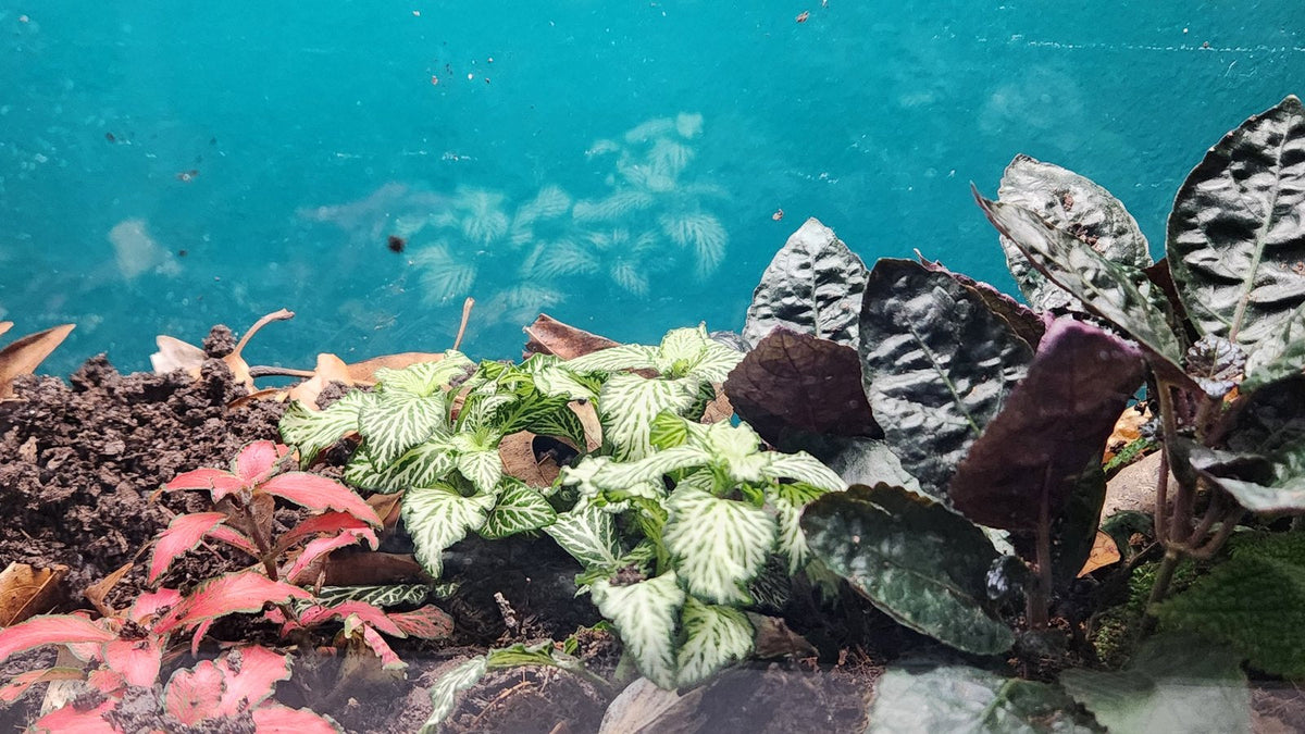 A planted bioactive terrarium bed seen through the front glass: pink and white fittonia and dark pilea growing in dark topsoil scattered with dry oak leaf litter