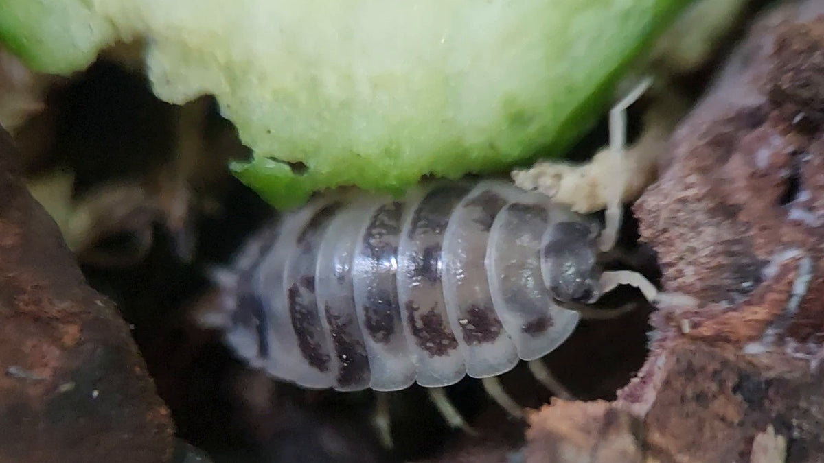A dairy cow isopod, white with black patches, next to a cucumber slice in our tub