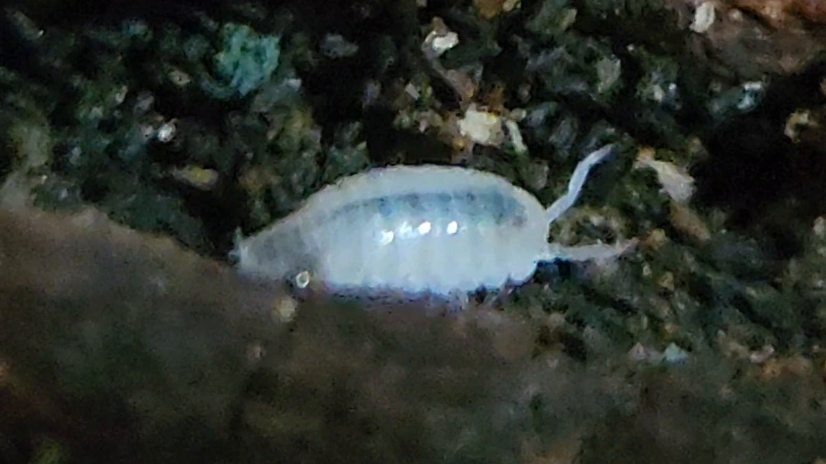 A dwarf white isopod walking along dark bark with its feelers out