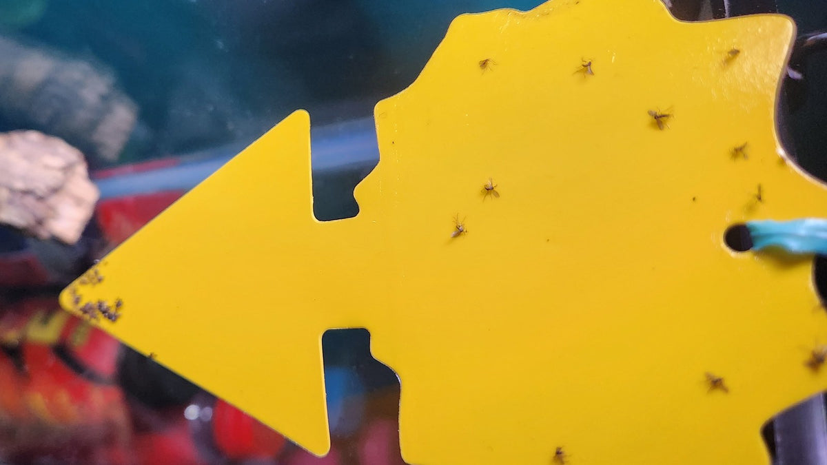 Yellow sticky trap hanging in a bioactive terrarium, catching fungus gnats