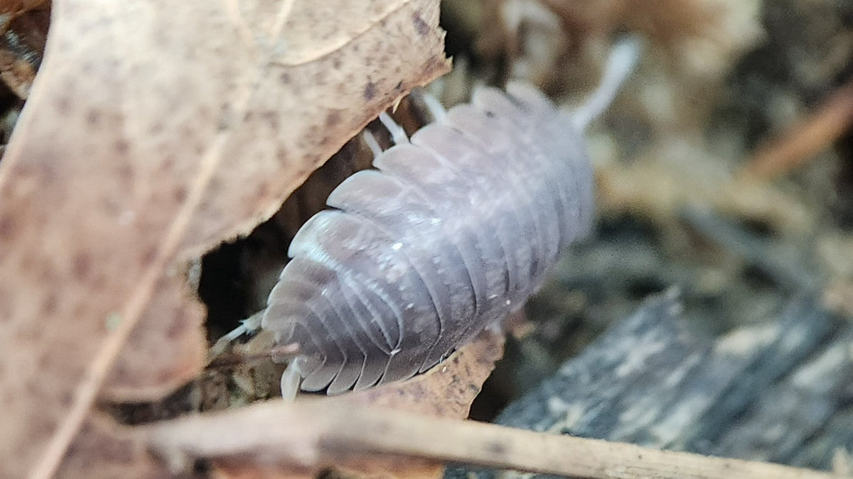 A gray giant canyon isopod crawling out from under a dry leaf in our tub