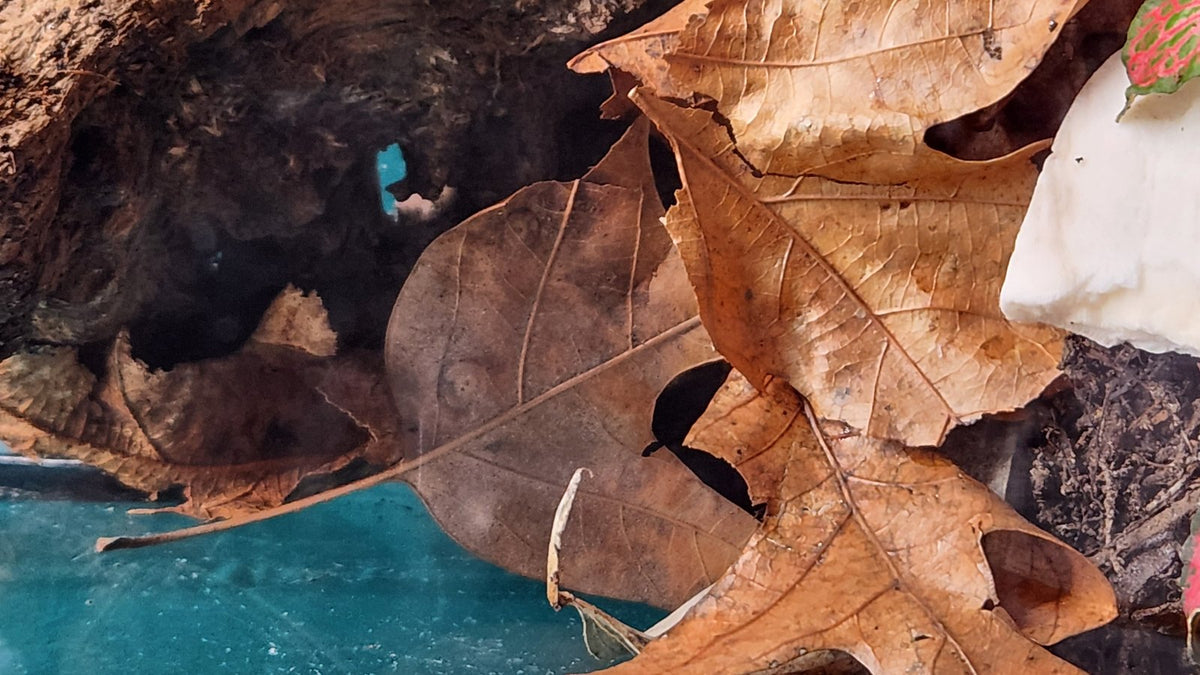 Bioactive substrate surface: dry oak leaf litter and a piece of cuttlebone on dark topsoil, beside a cork bark hide, with fittonia seedlings at the edge