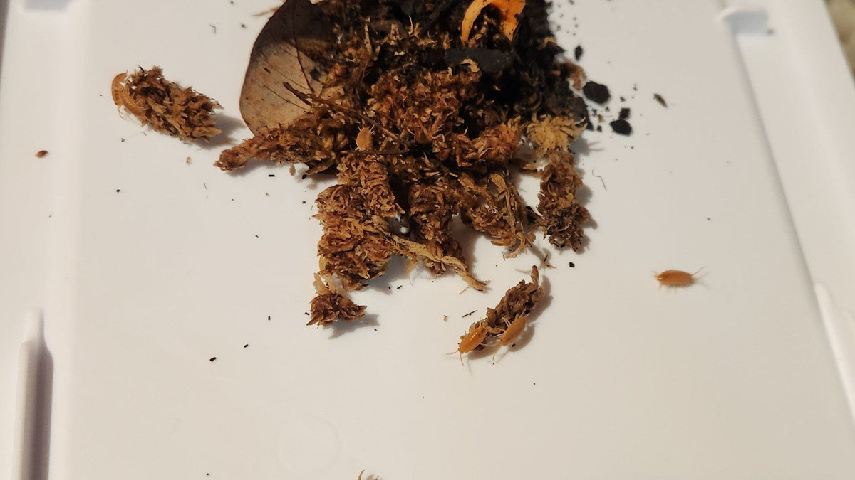 Powder orange isopod, Porcellionides pruinosus, head and antennae up close