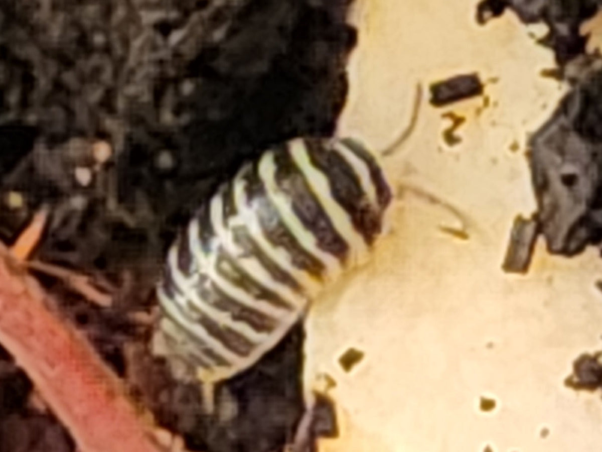 A zebra isopod grazing on a piece of cuttlebone, the calcium source we keep in every tub