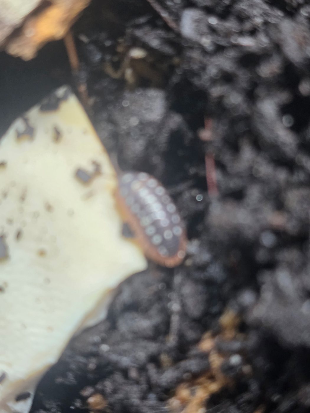 A Montenegro isopod (Armadillidium klugii) on cuttlebone, its calcium source