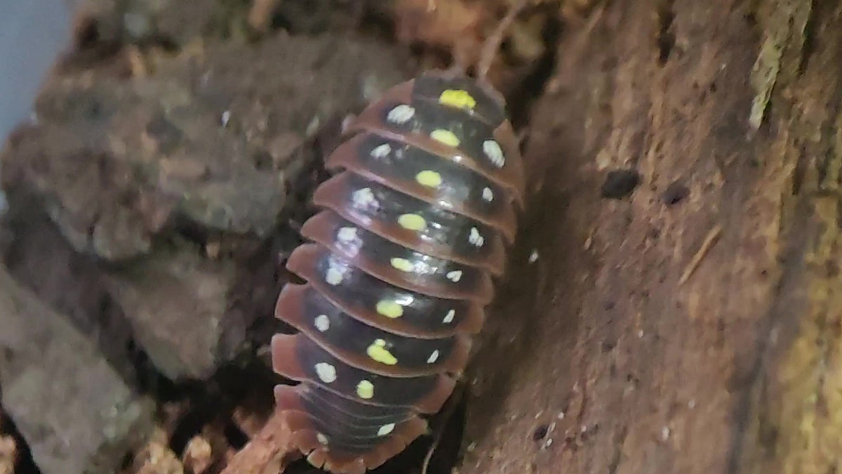 Montenegro isopod on bark, dark body with rows of yellow and white spots