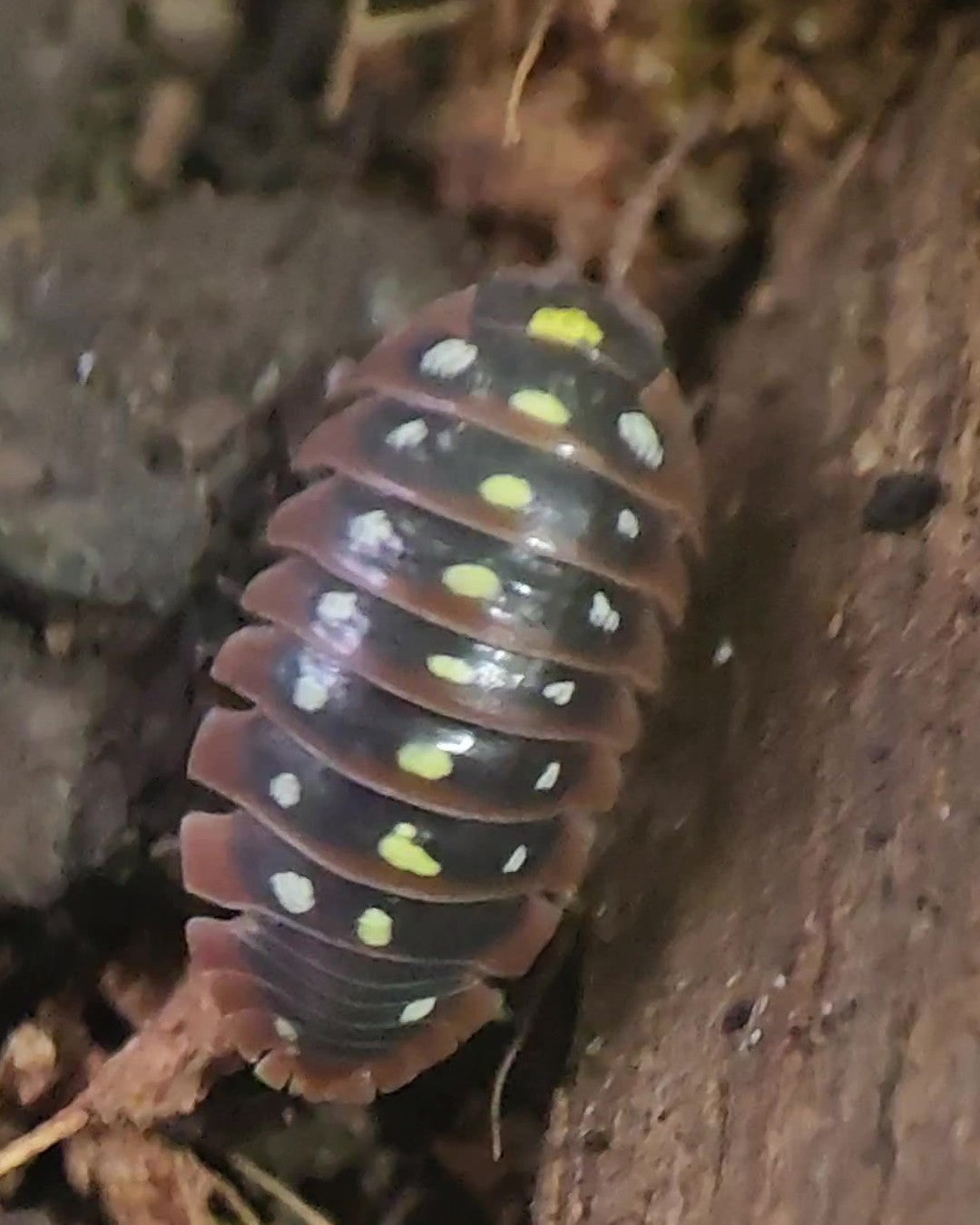 Close-up of a Montenegro isopod on bark, yellow and white spots along its back