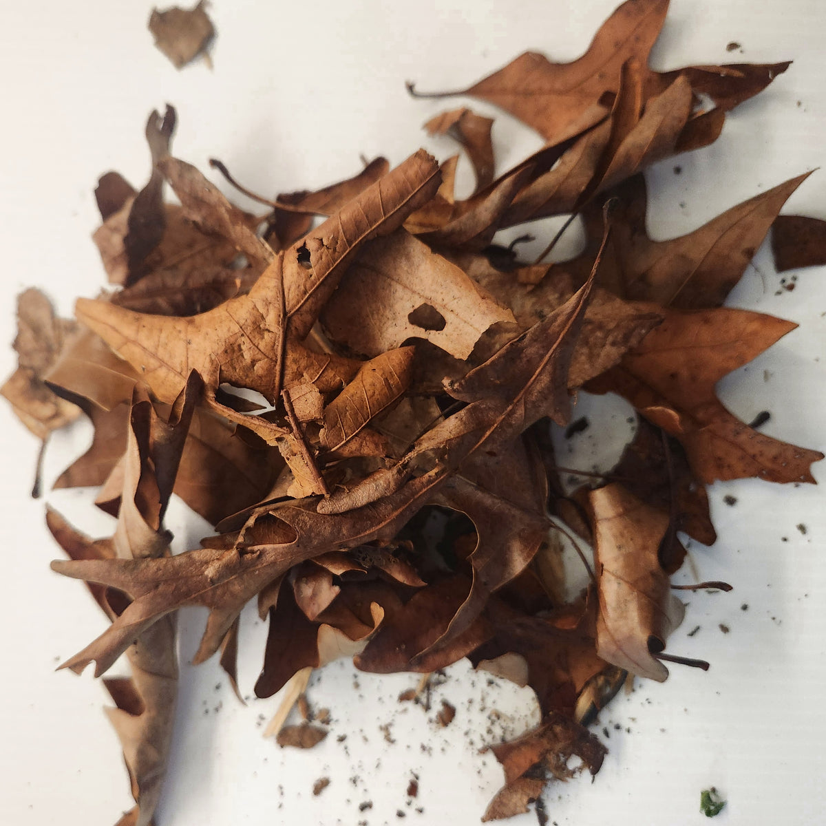 Close-up of dry oak leaf litter, whole and broken leaves in mixed sizes, food and cover for a bioactive bin
