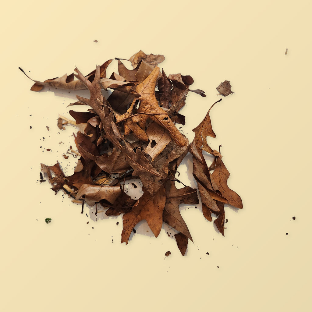 A poured pile of heat-treated oak leaf litter, dry and brown, for isopod and springtail bins