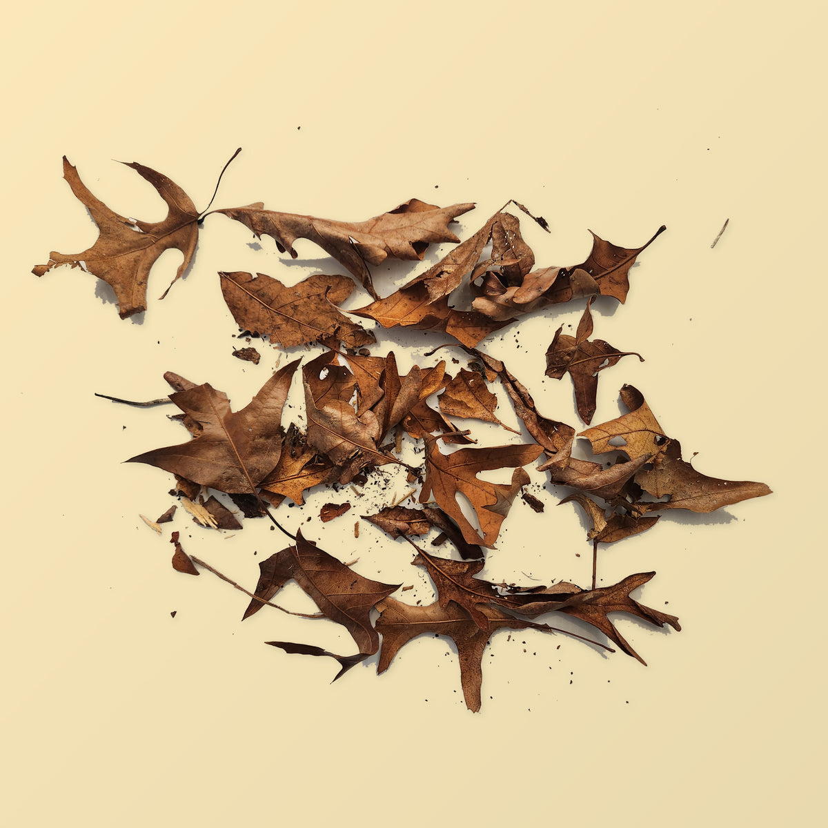 Heat-treated oak leaf litter spread out flat, showing the mix of whole leaves and smaller broken pieces in one gallon