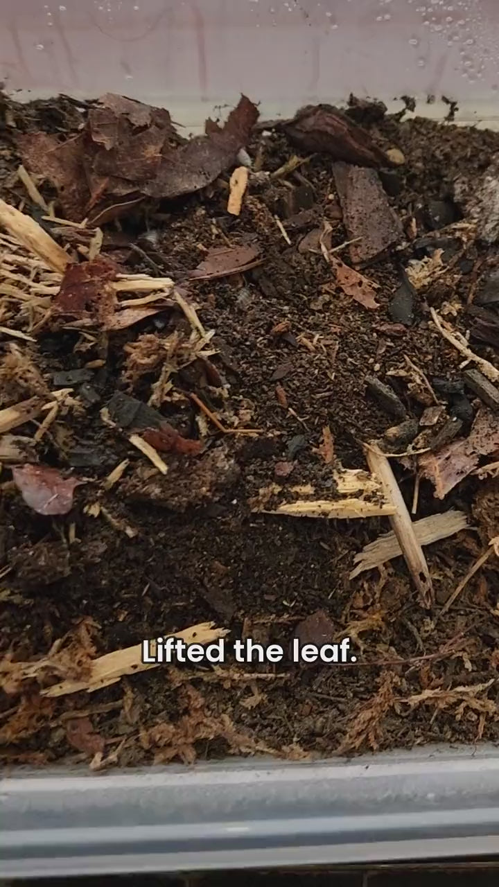 Dairy cow isopods hiding under a leaf in a getbugd tub