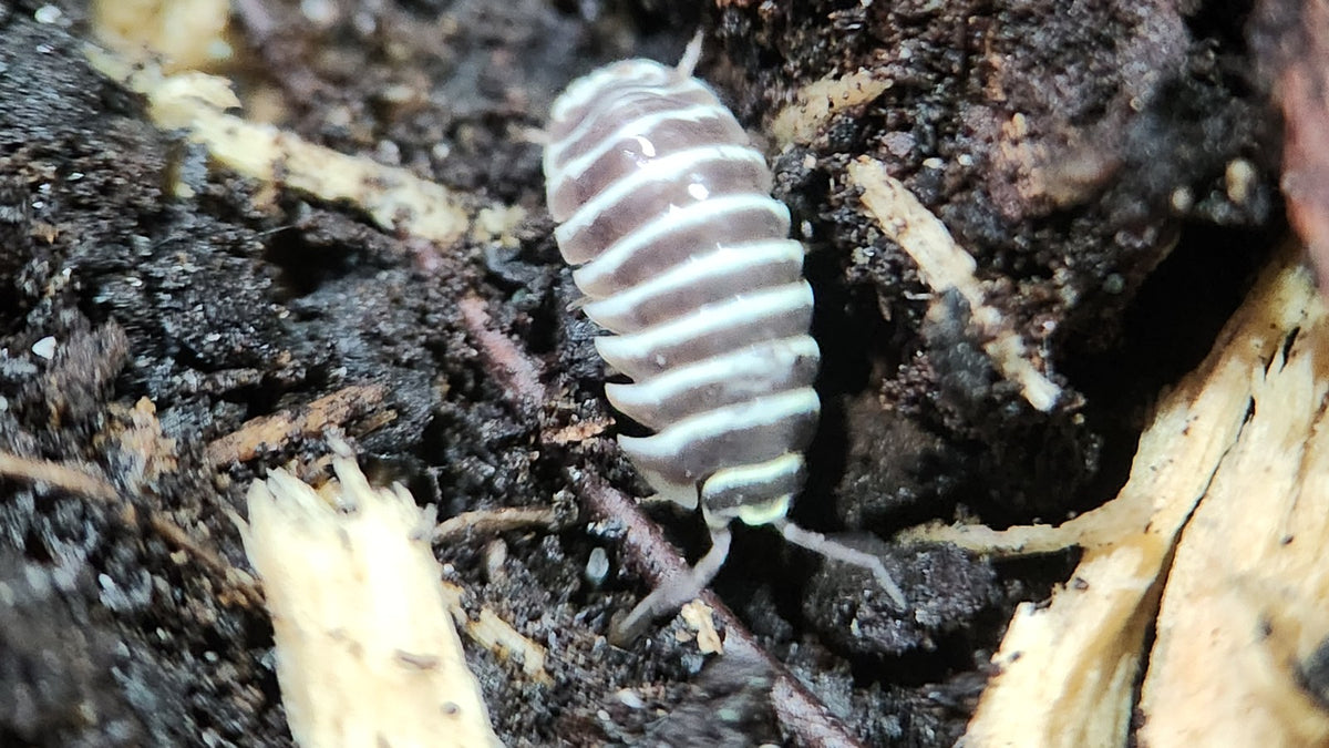 Zebra isopod with white stripes walking over soil and wood
