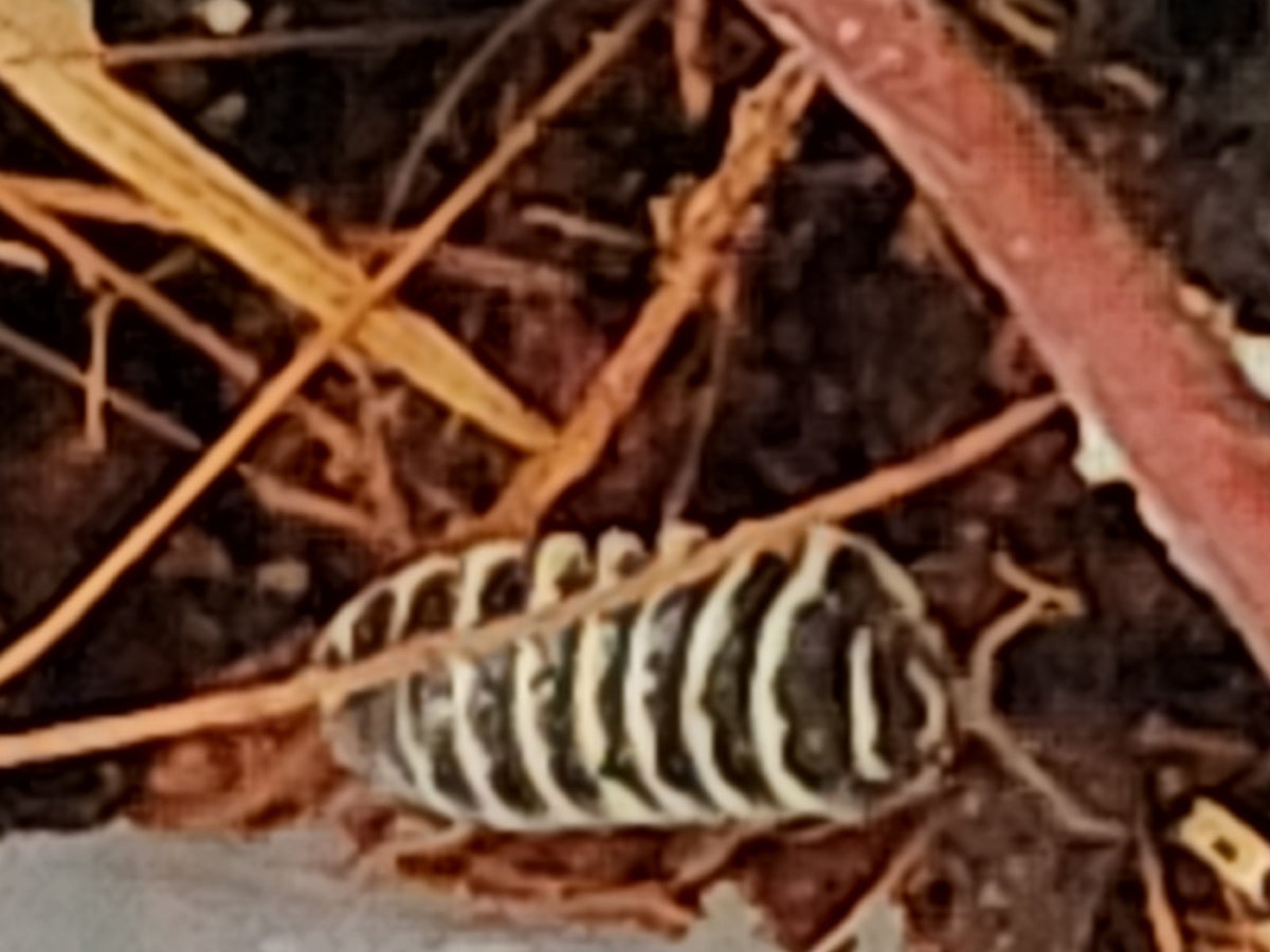Close-up of a zebra isopod, Armadillidium maculatum, showing its black and white banded shell on leaf litter