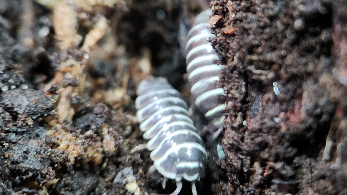 Two zebra isopods on dark soil next to bark
