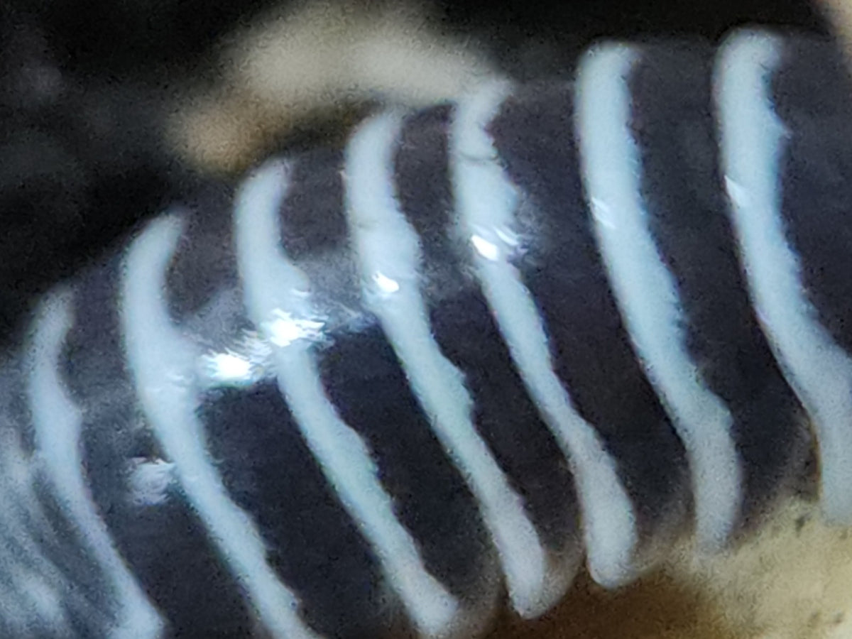 Macro close-up of a zebra isopod's black and white striped back